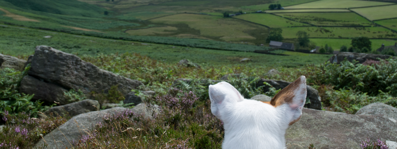 Jack Russel looking over the Peak District